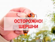 Осторожно! Шершни.