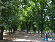 В Нікополі продовжують лікувати каштани