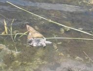 Под Днепром массово гибнут черепахи: местные жители бьют тревогу (Фото)