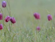 На вересневий SmolyankaFest запрошує Перещепинська об’єднана громада