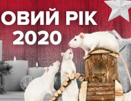 Новий рік Білого Щура 2020: як його правильно зустріти