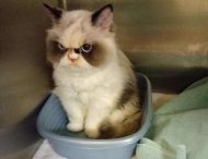 Любители мемов отыскали нового самого угрюмого кота — это не Grumpy Cat, но взгляд у него еще тот