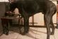 Собака из Канады настолько велика, что люди принимают ее за лошадь