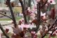 На Дніпропетровщині квітнуть декоративні сливи (Фото)