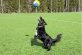 Приличный уровень: собаку научили играть в волейбол