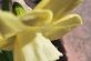 Зусилля школярів: у Слобожанському масово квітнуть тюльпани та нарциси (Фото)