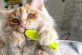 Приключения рыжика: веселая жизнь кошки по имени Грису