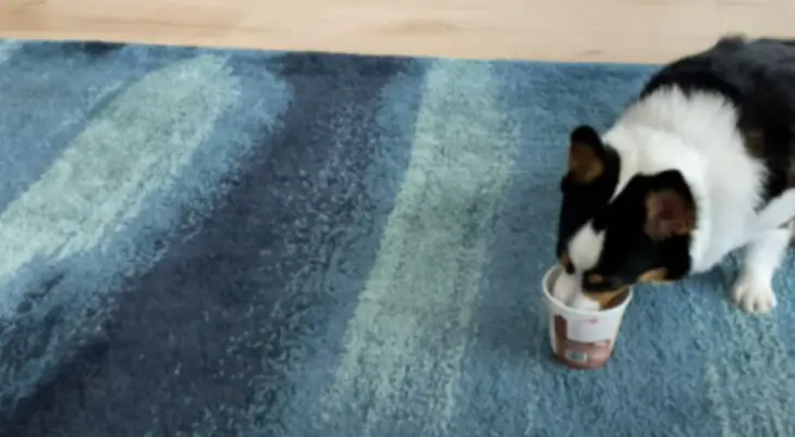 Жадібна собака показала, як сильно вона любить морозиво (ВІДЕО)
